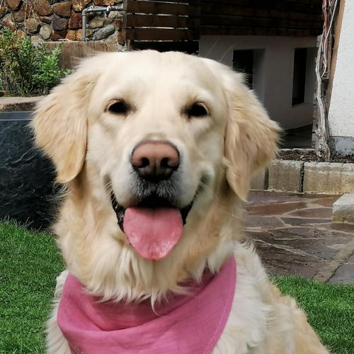 Jule