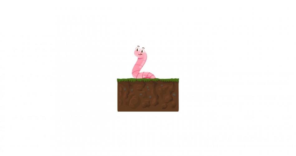 Regenwurm